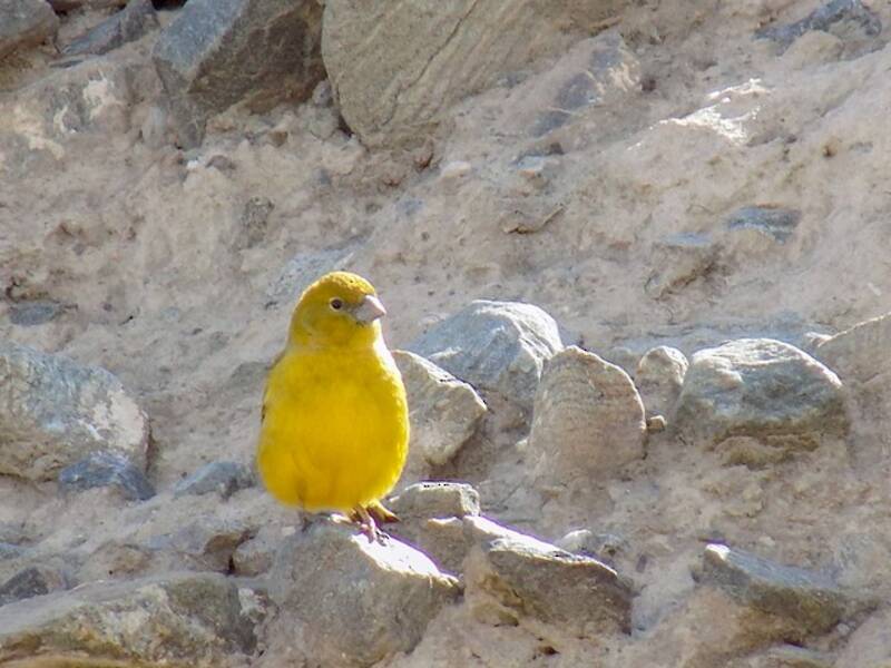Monte Yellow-Finch, Photos 3