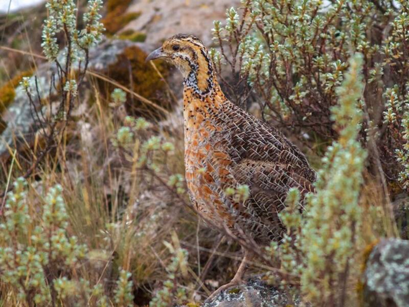 Francolin de l'Elgon, Photos 3