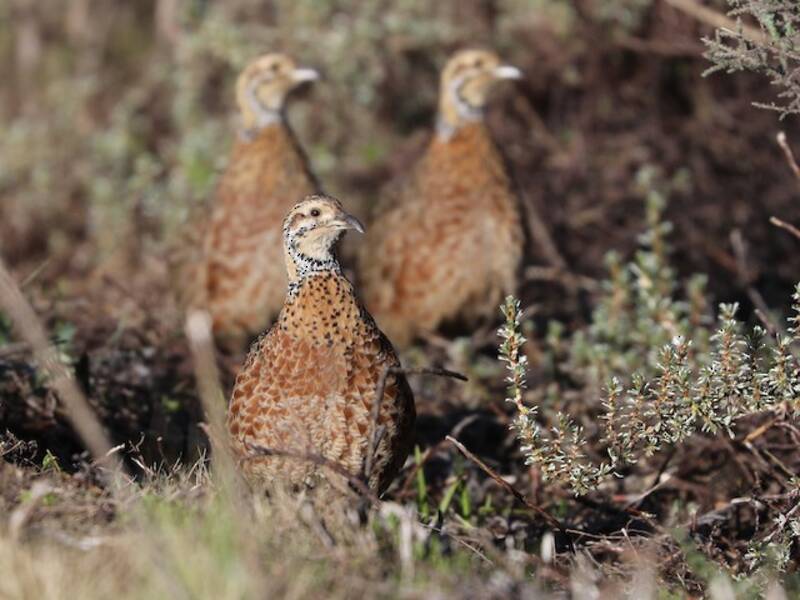 Francolin de l'Elgon, Photos 4