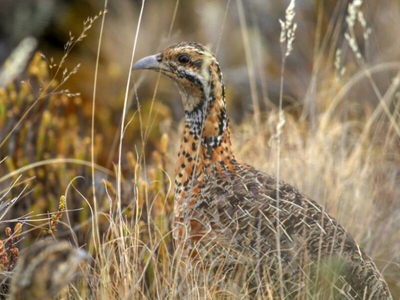 Francolin de l'Elgon