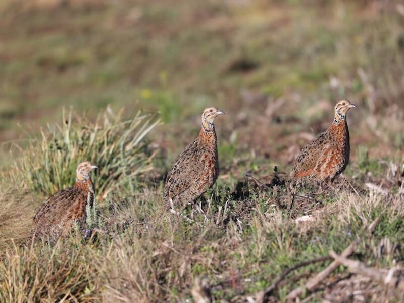 Francolin de l'Elgon, Photos 2