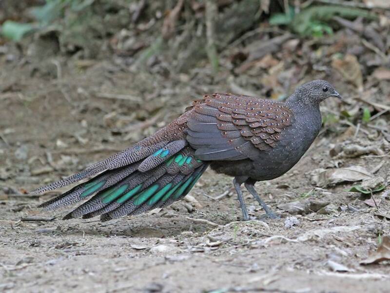 Mountain Peacock-Pheasant, Photos 2