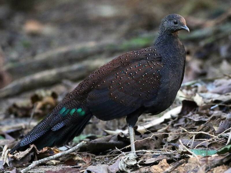Mountain Peacock-Pheasant, Photos 3