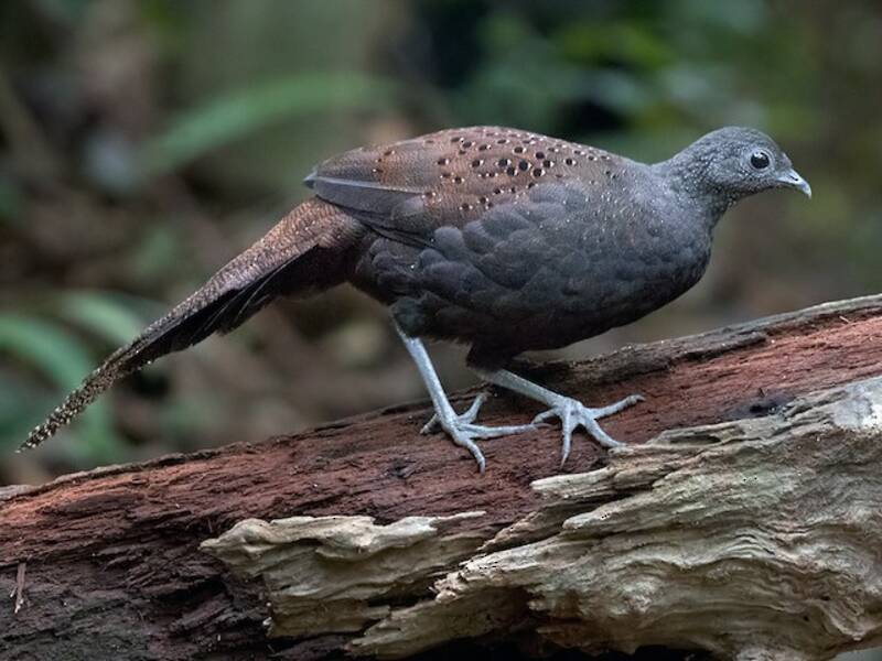 Mountain Peacock-Pheasant, Photos 4