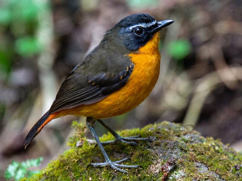 Mountain Robin-Chat