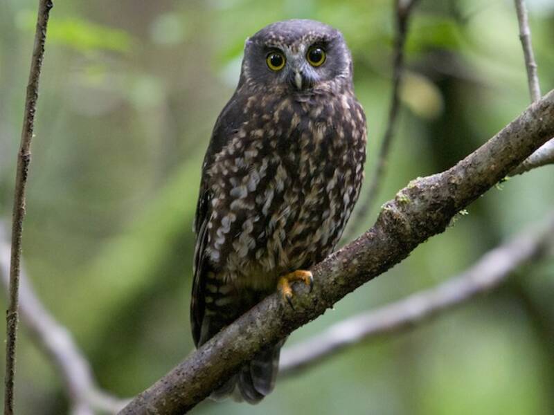 Morepork (Ninox novaeseelandiae)
