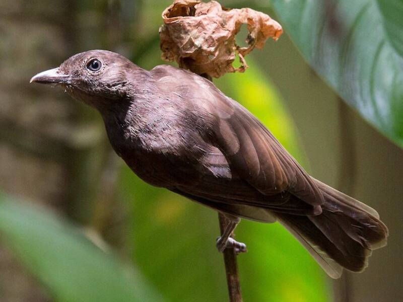 Morningbird