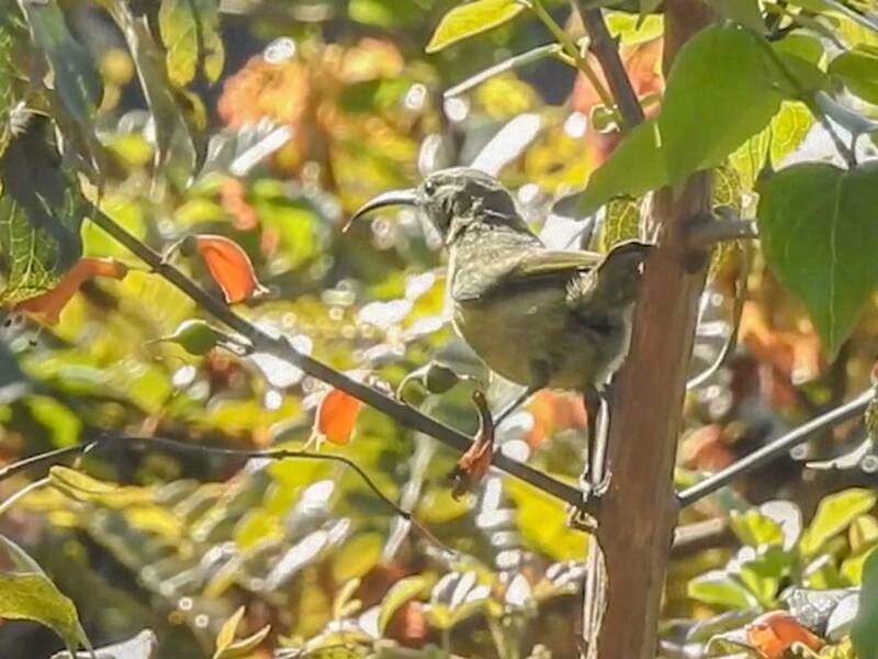 Moreau-Nektarvogel, Fotos 3