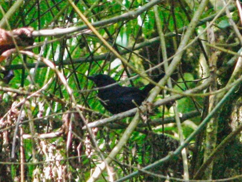 Gonolek occidental, Photos 3