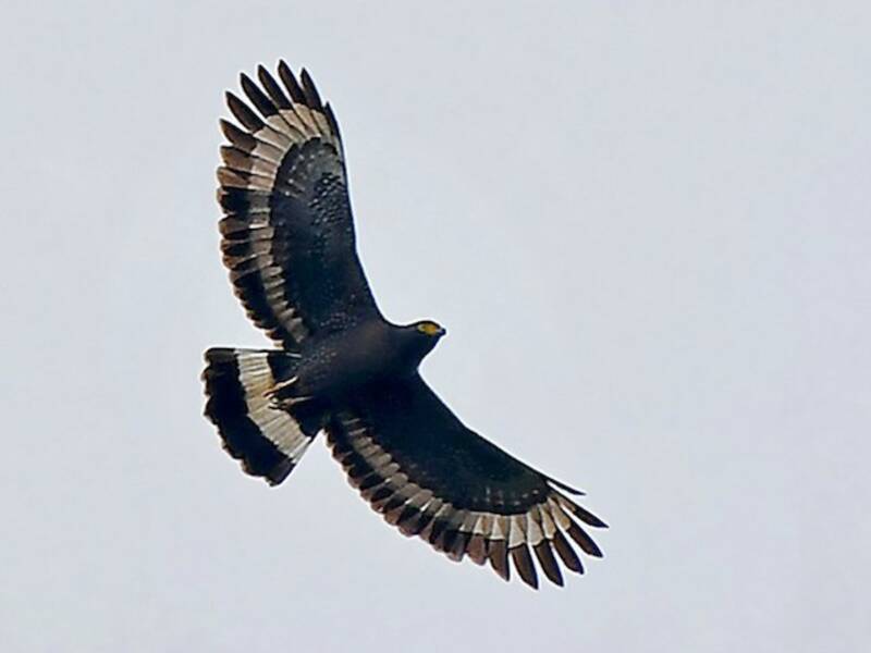 Aquila serpentaria di montagna