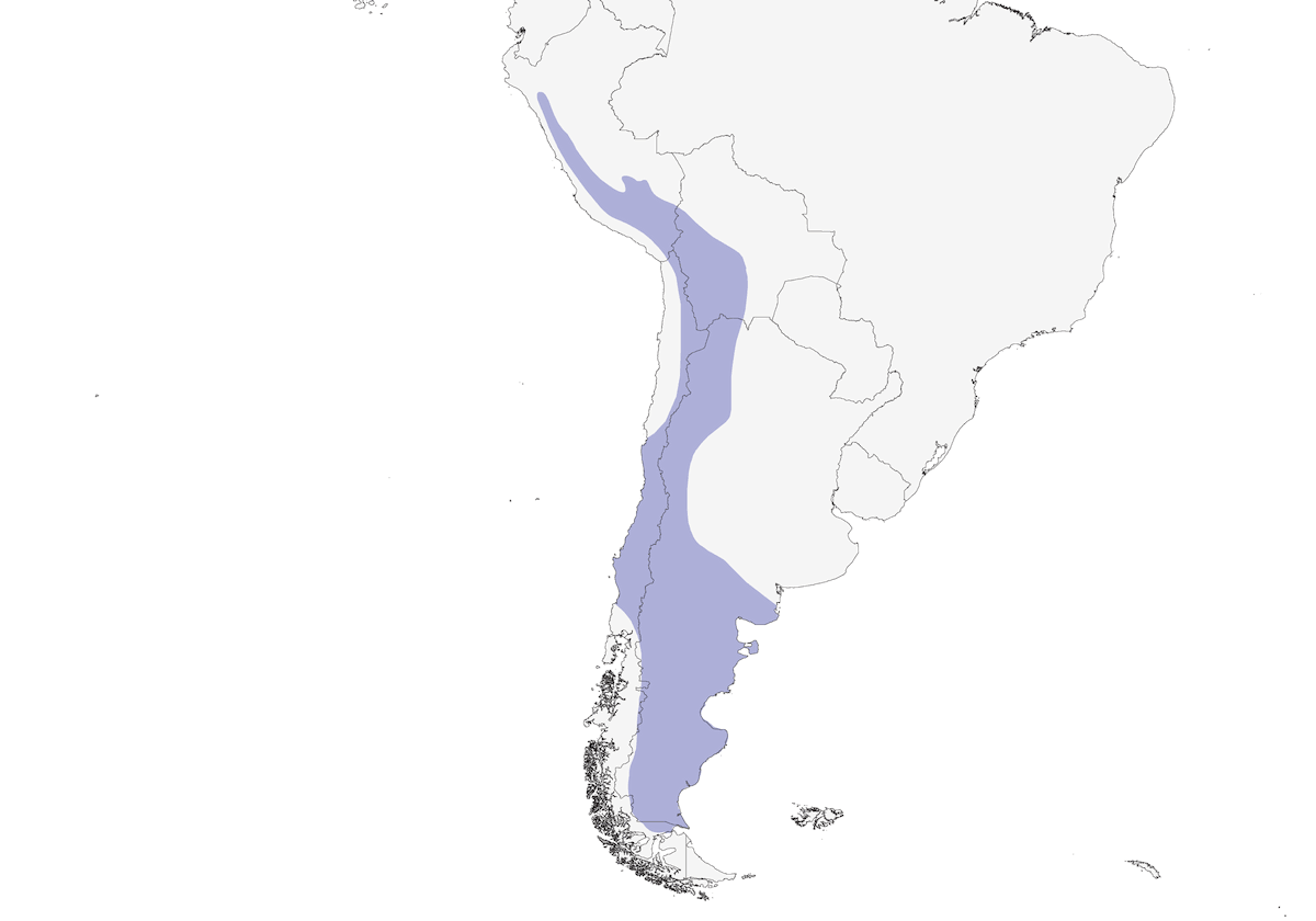 Fringuello della Sierra del lutto, Distribuzione 1