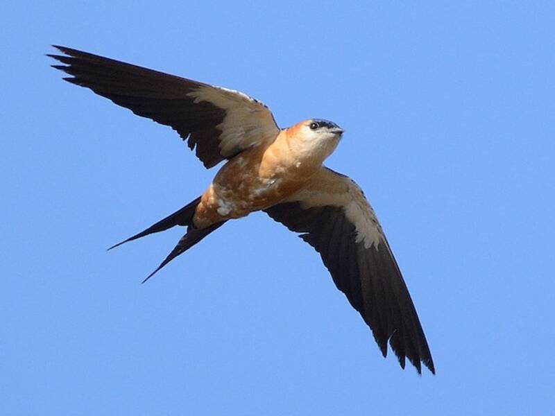 Mosque Swallow, Photos 4