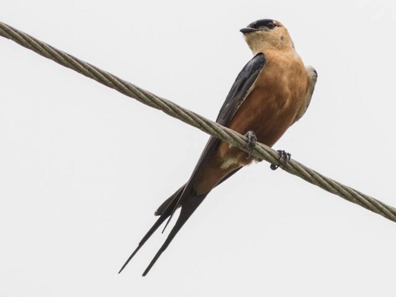 Mosque Swallow, Photos 3
