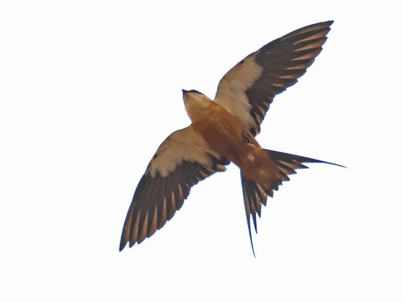 Mosque Swallow, Photos 2