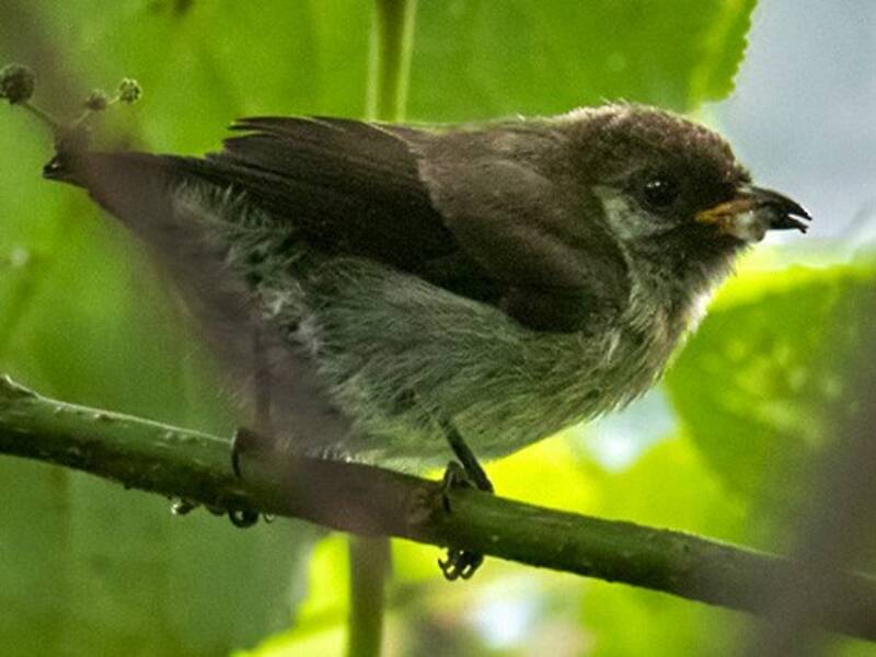 Mottled Flowerpecker