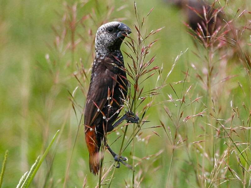 Munia macchiettata, Foto 2