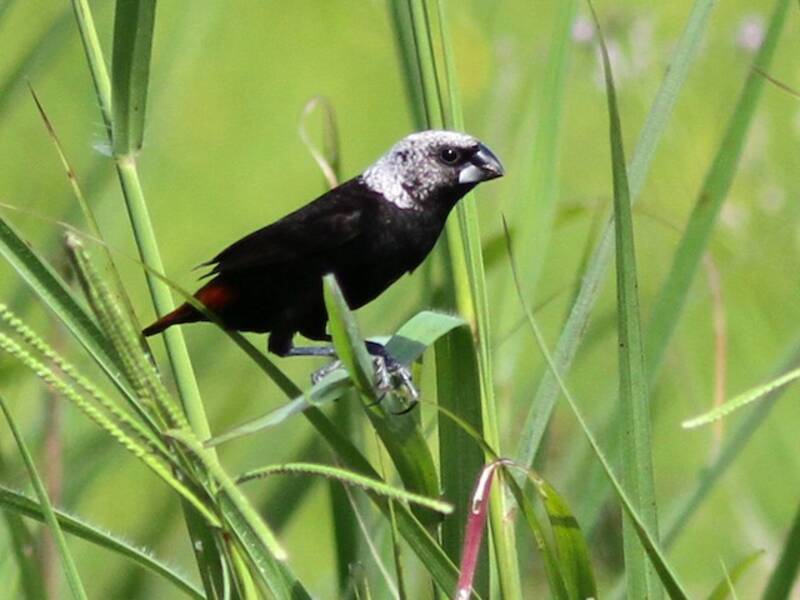 Munia macchiettata