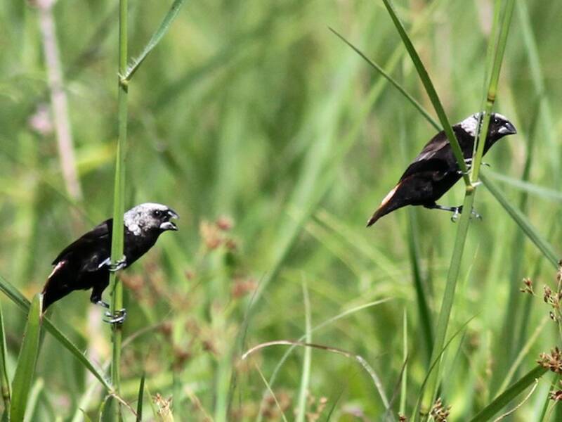 Munia macchiettata, Foto 3