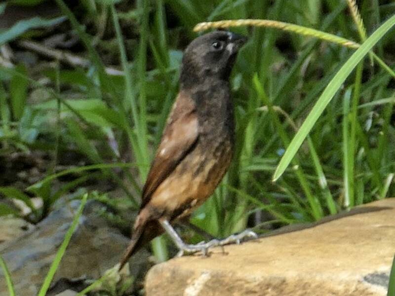 Munia macchiettata, Foto 4
