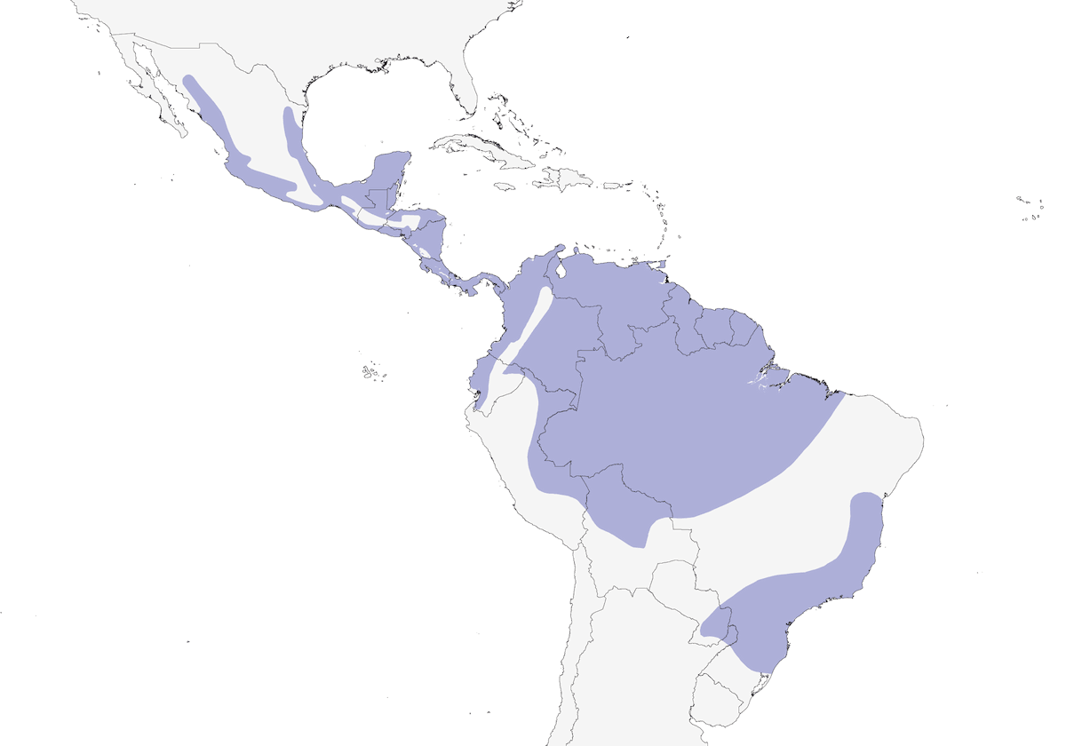 Búho Moteado, Distribución 1