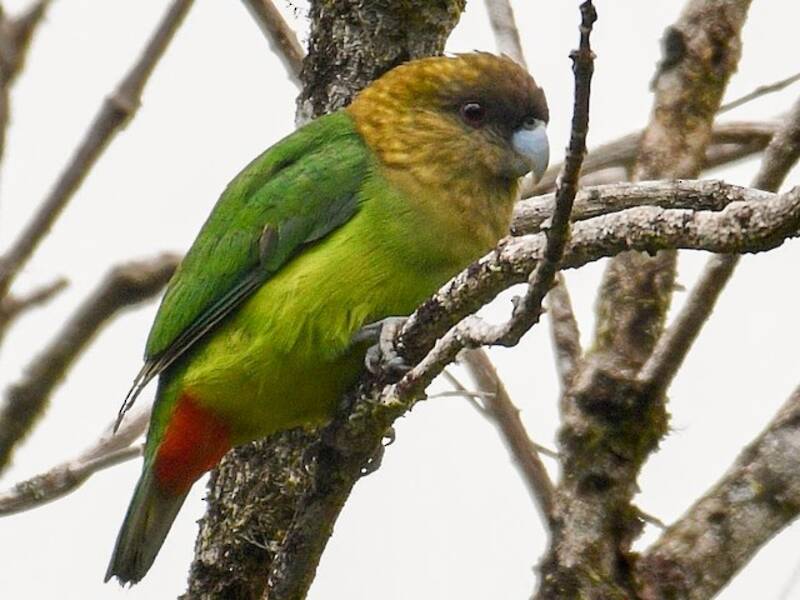 Modest Tiger-Parrot, 照片 4