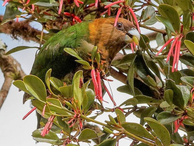 Modest Tiger-Parrot, 照片 2