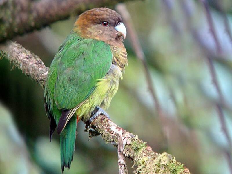 Modest Tiger-Parrot