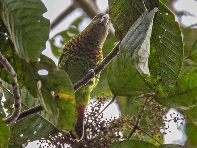 Modest Tiger-Parrot, 照片 3