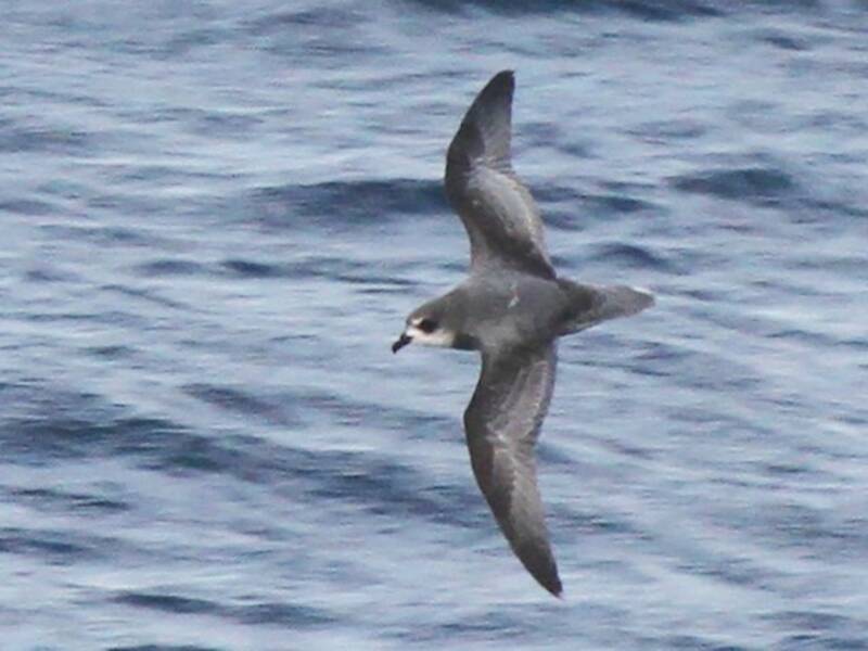 Fleckensturmvogel, Fotos 4