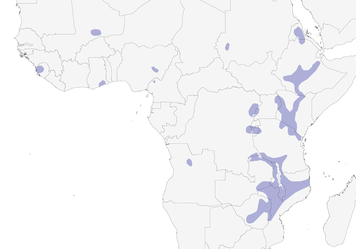 Martinet tacheté, Distribution 1