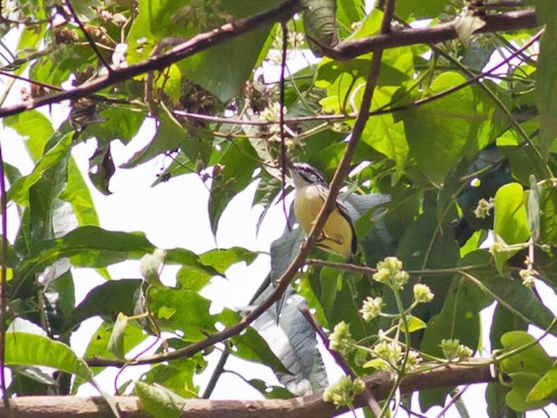 Bärtchenameisenschlüpfer, Fotos 2
