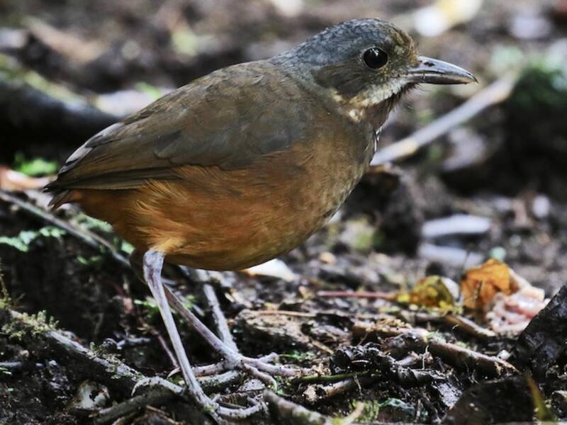 Moustached Antpitta