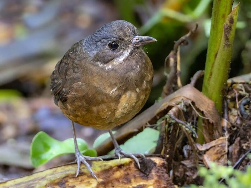 Schnurrbartameisenpitta, Fotos 2