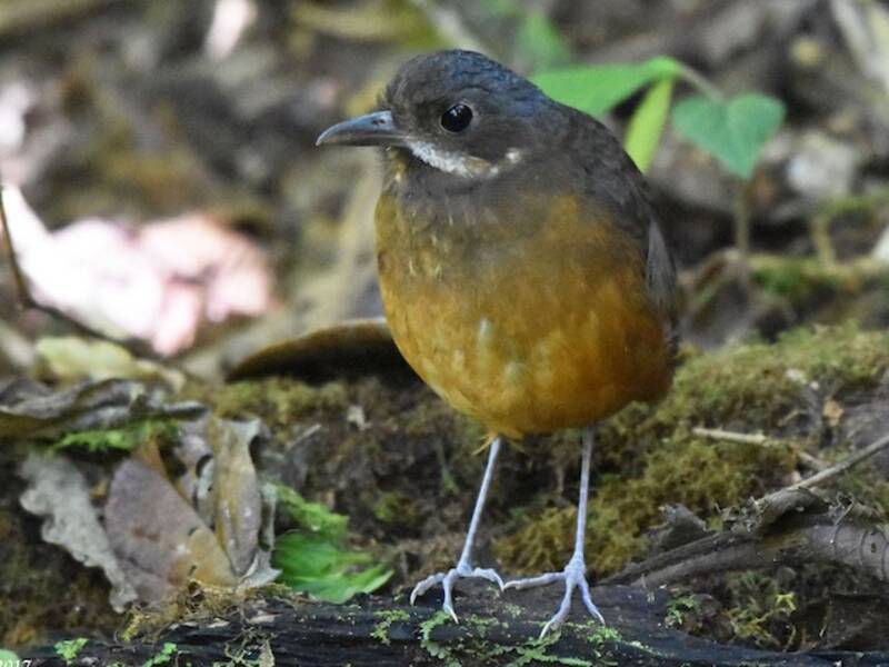 Schnurrbartameisenpitta, Fotos 3