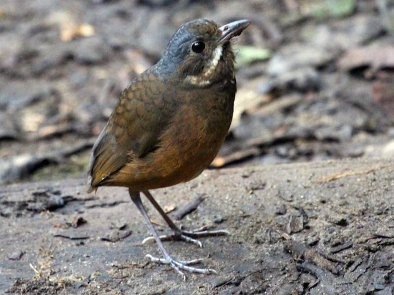 Schnurrbartameisenpitta, Fotos 4