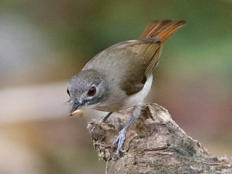 Moustached Babbler