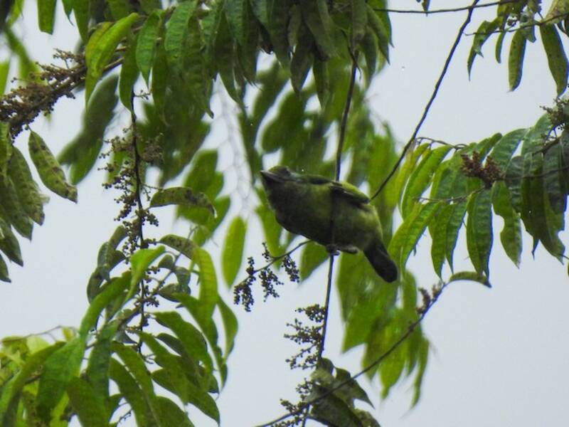 Berg-Bartvogel