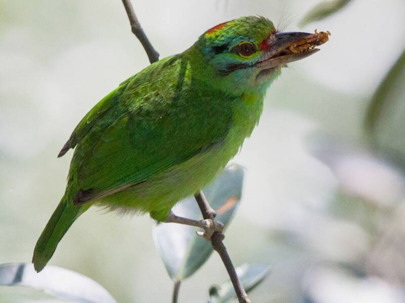 Moustached Barbet, 照片 3