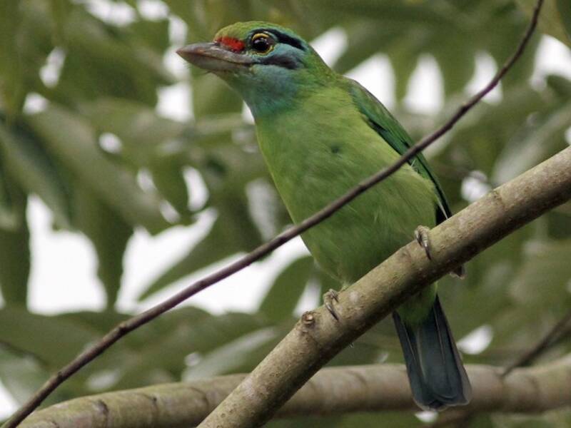Moustached Barbet, 照片 2