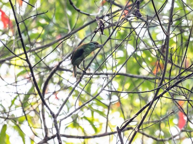 Moustached Barbet, 照片 4
