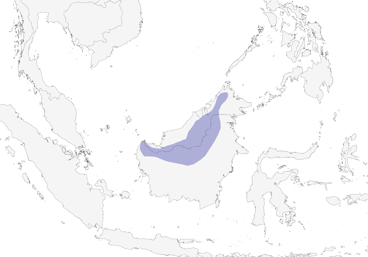 Occhialino montano, Distribuzione 1