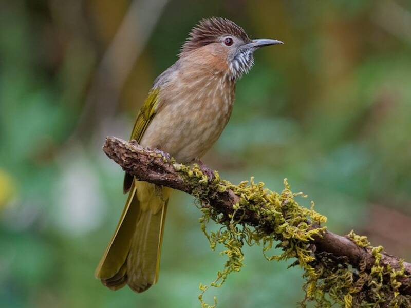Bulbul de montaña, Fotos 4