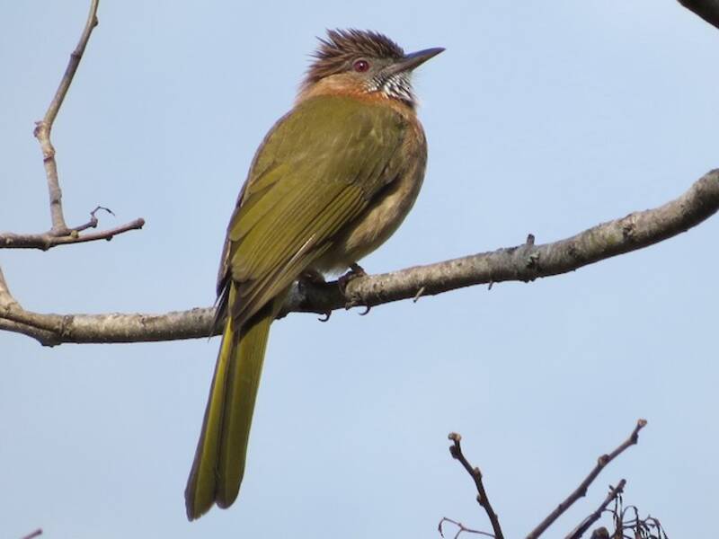 Bulbul de montaña, Fotos 3