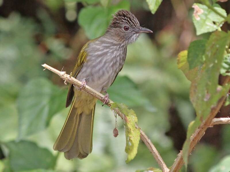 Bulbul de montaña, Fotos 2