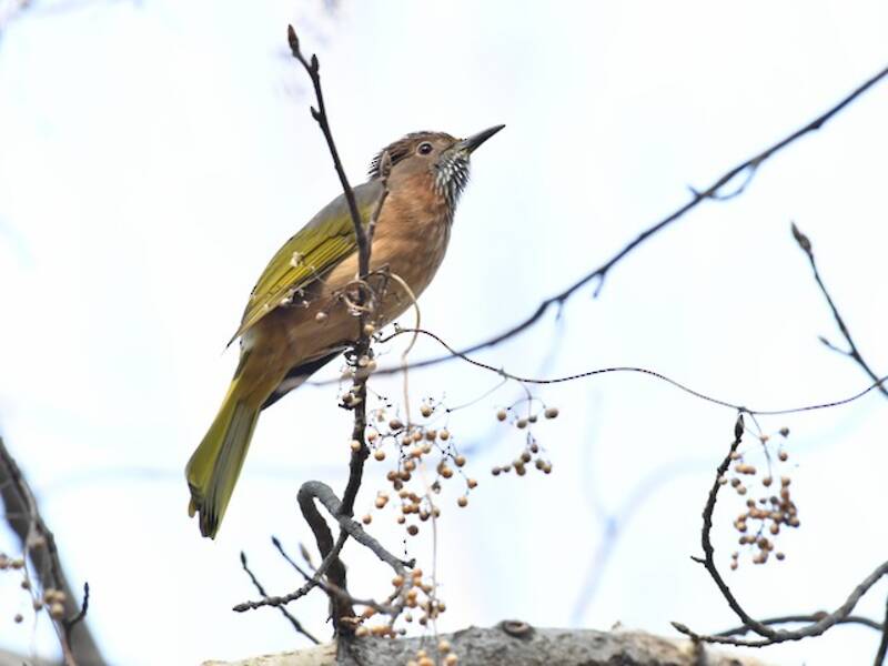 Bulbul de montaña