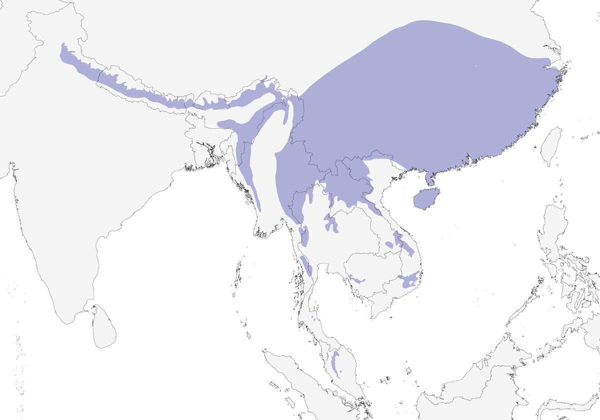 Bulbul de montaña, Distribución 1