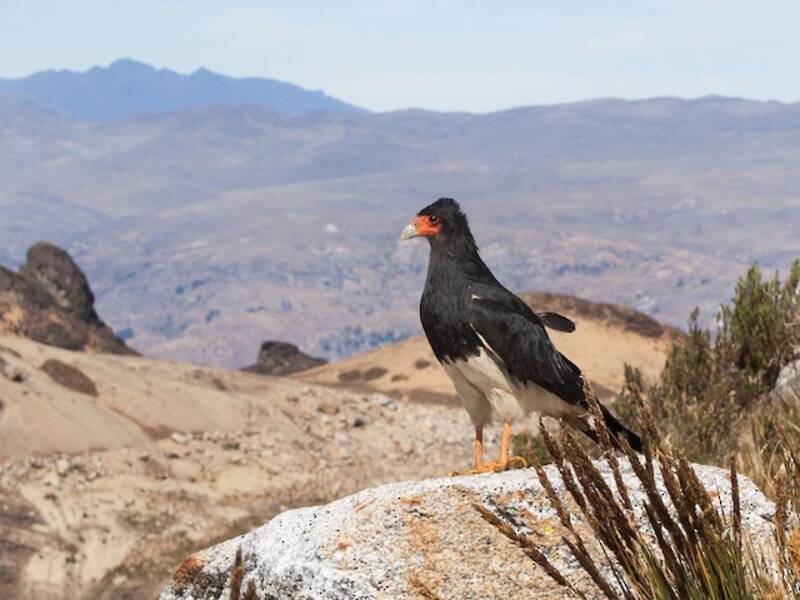 Bergkarakara, Fotos 3