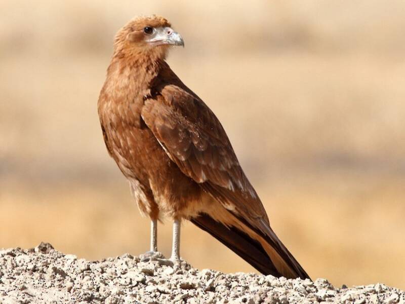 Bergkarakara, Fotos 4