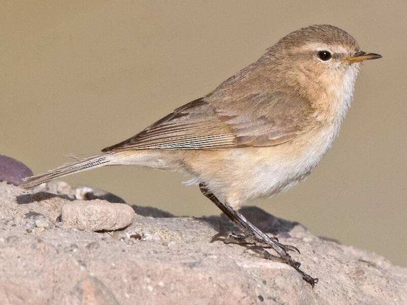 Mountain Chiffchaff, 照片 3