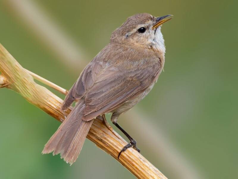 Mountain Chiffchaff, 照片 2